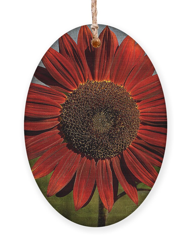 Cindi Ressler Ornament featuring the photograph Primitive Sunflower 2 by Cindi Ressler