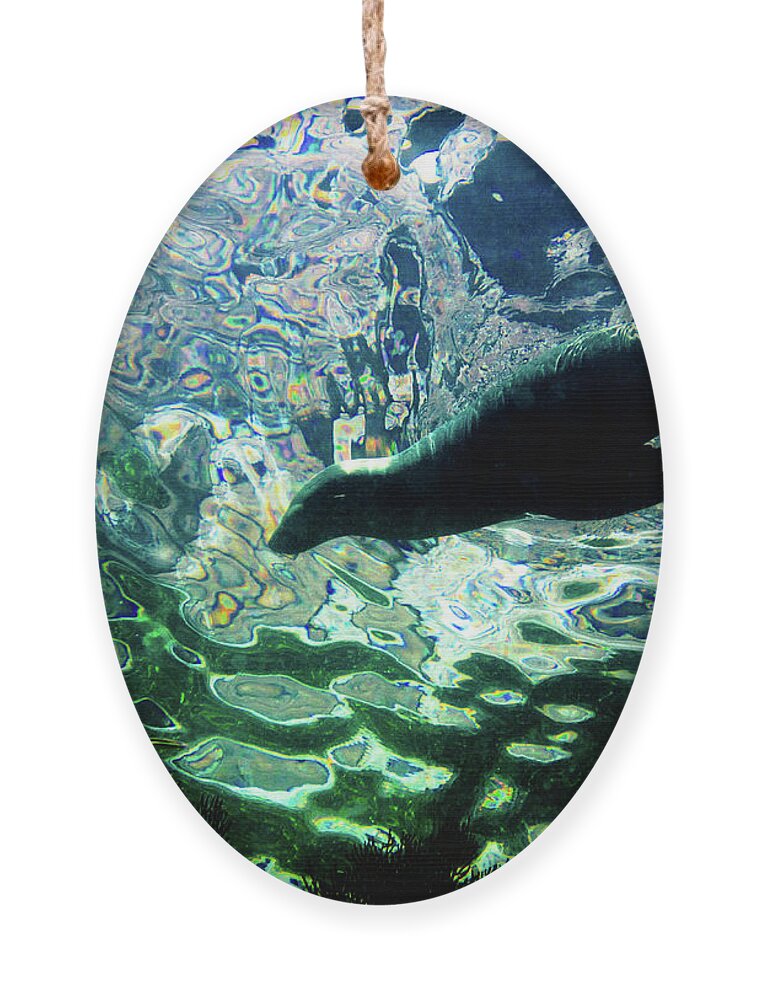 Sea Of Cortez Ornament featuring the photograph Psychedelic Sea Lion by Becqi Sherman