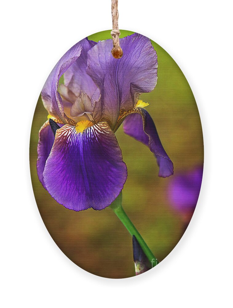 Purple Bearded Iris Print Ornament featuring the photograph Purple Bearded Iris Print by Gwen Gibson