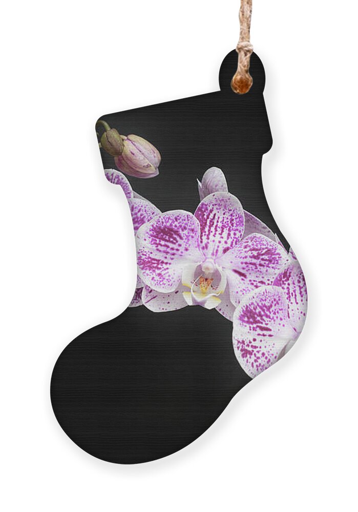 Hawaii Ornament featuring the photograph Purple on White on Black by Denise Bird