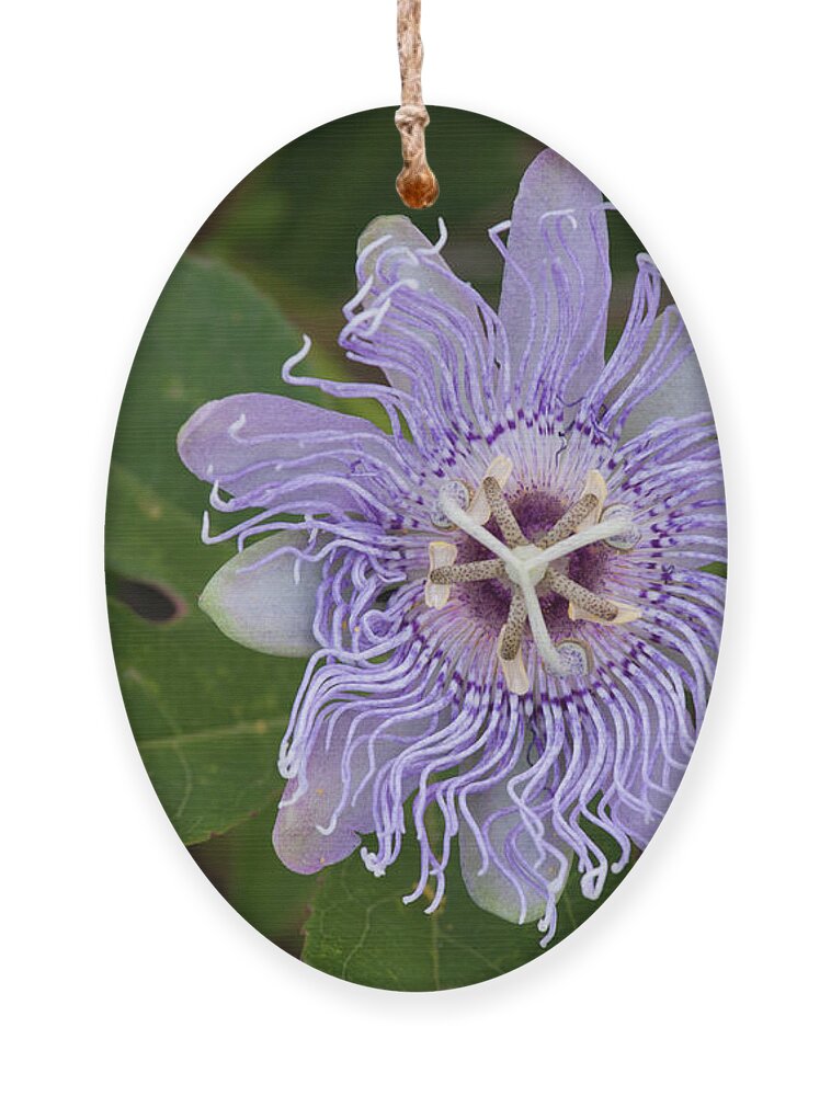 Passionflower Ornament featuring the photograph Purple Passionflower #2 by Paul Rebmann