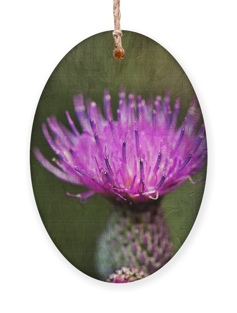 Purple Thistle Plant Print Ornament featuring the photograph Purple Thistle Plant Print by Gwen Gibson