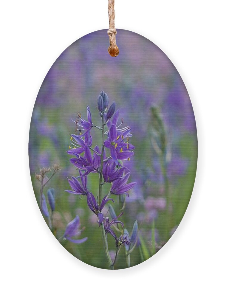 Flower Ornament featuring the photograph Purple Wildflower by Brian Eberly