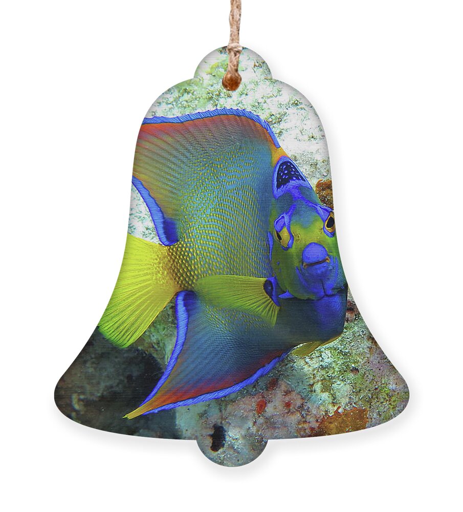 Underwater Ornament featuring the photograph Queen Angelfish by Daryl Duda