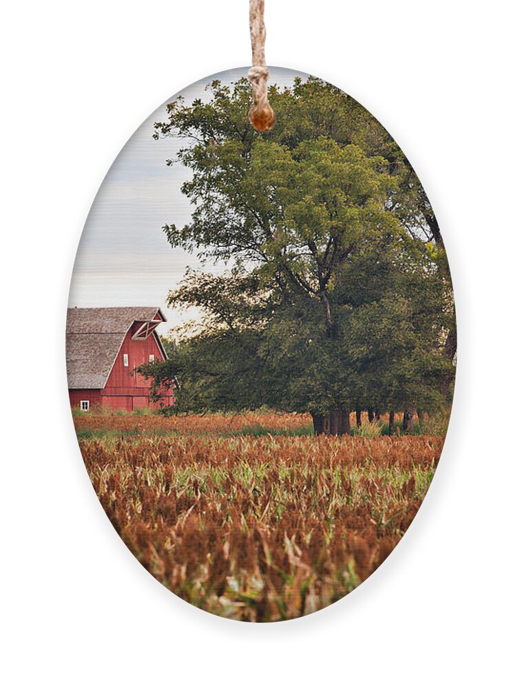 Agricultural Ornament featuring the photograph Queen of Kingfisher County by Lana Trussell