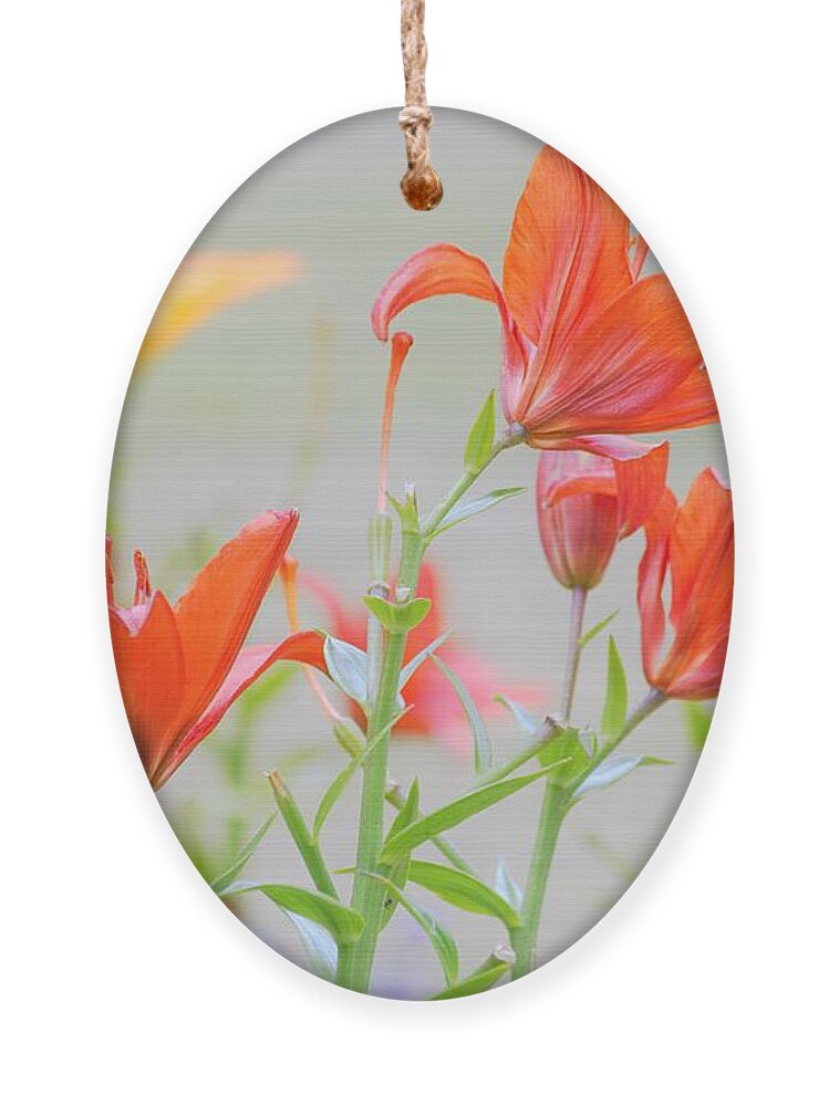 Flowers Ornament featuring the photograph Reaching Higher by Merle Grenz