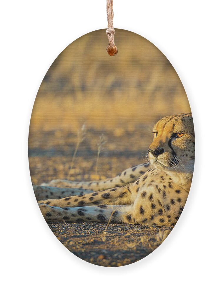 Reclining Cheetah Ornament by Inge Johnsson - Inge Johnsson - Website