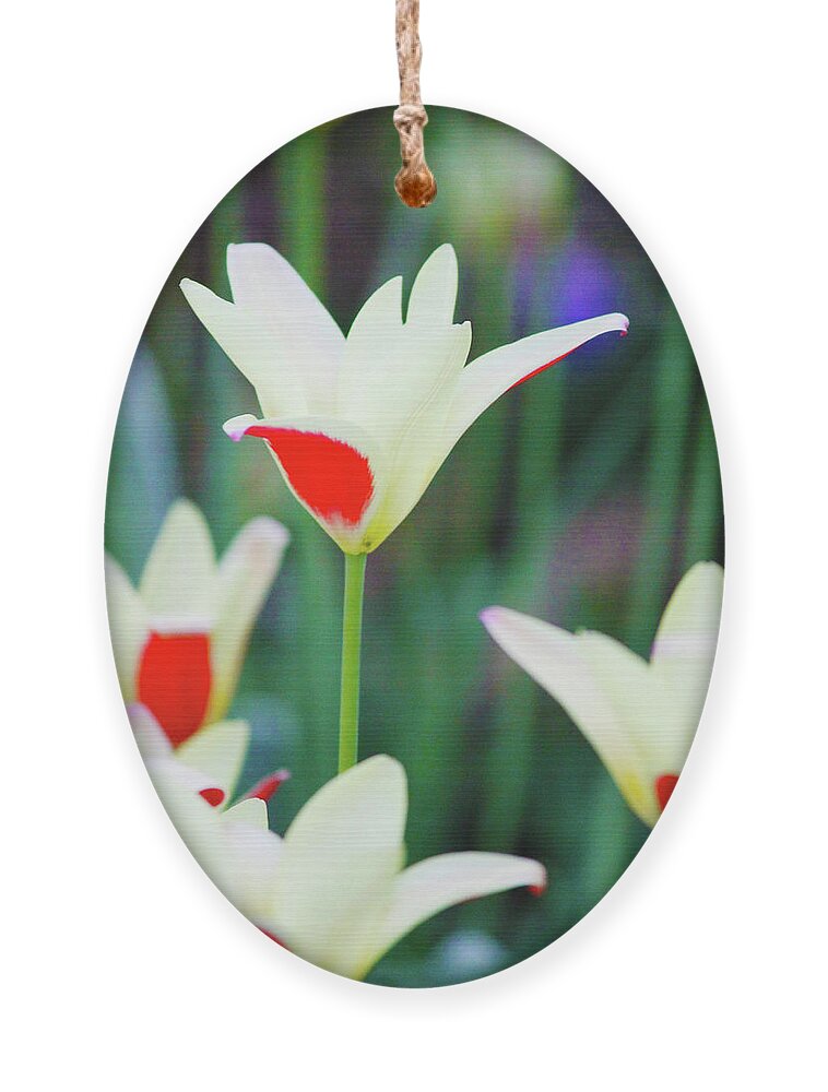 Nature Ornament featuring the photograph Red and White by Rod Whyte