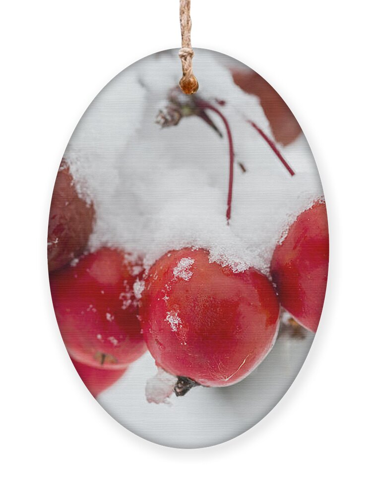 Fall Ornament featuring the photograph Red and White by Sebastian Musial