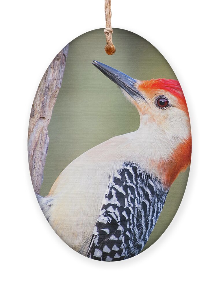 Wildlife Ornament featuring the photograph Red-bellied Woodpecker by John Benedict