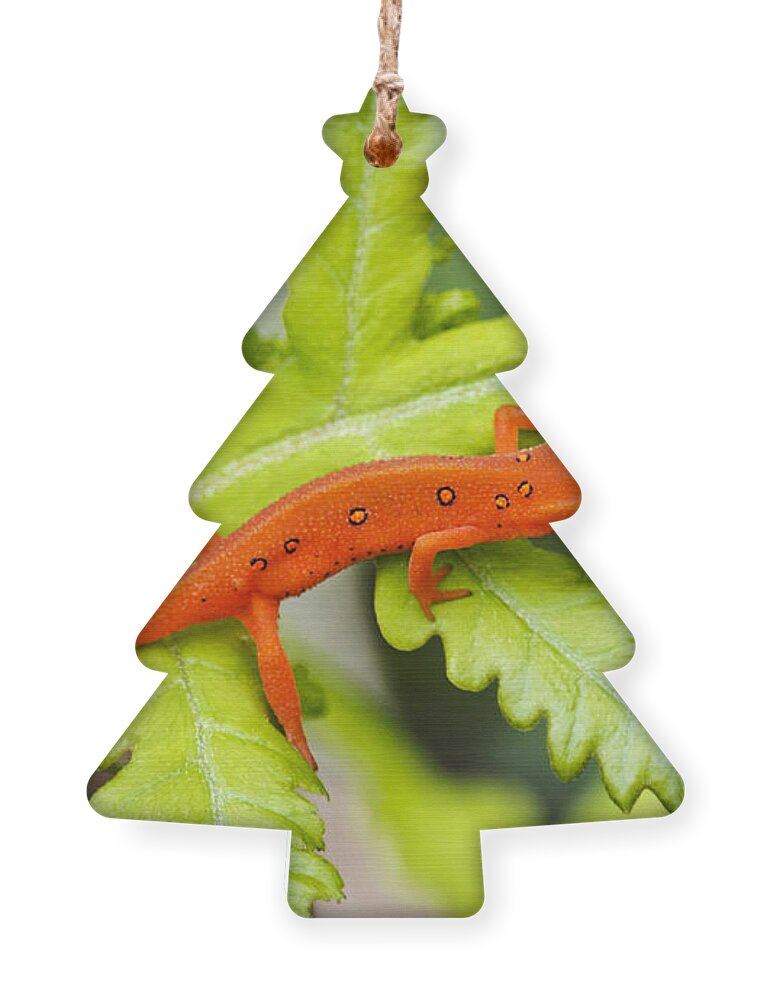 Red Eft Ornament featuring the photograph Red Eft Eastern Newt by Christina Rollo