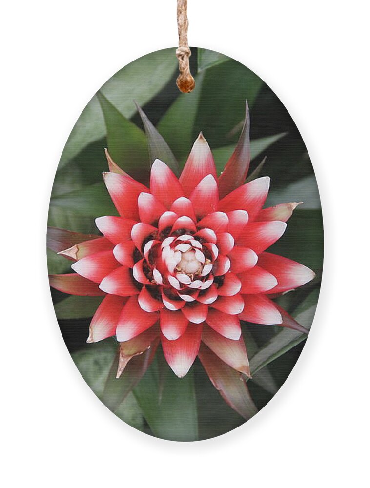 Flower Ornament featuring the photograph Red Flower with White Tips by Allen Nice-Webb