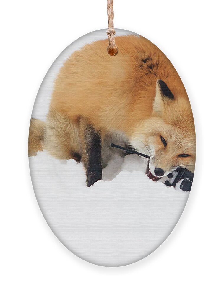 Animal Ornament featuring the photograph Red Fox to Base by Joni Eskridge