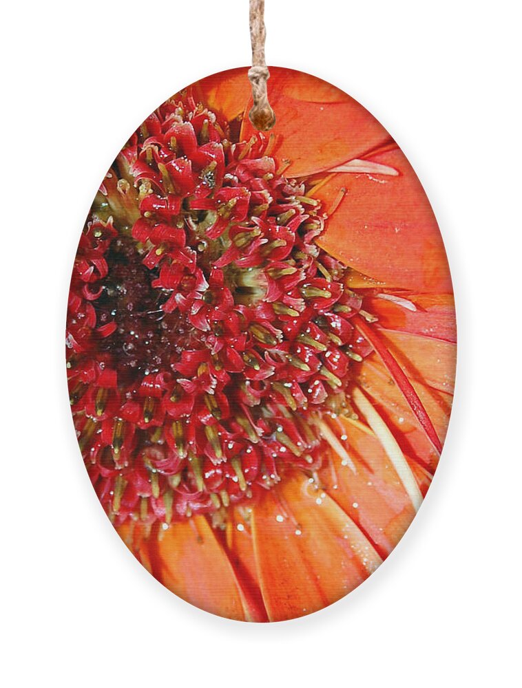 Gerber Daisy Ornament featuring the photograph Red Gerbera Daisy by Amy Fose