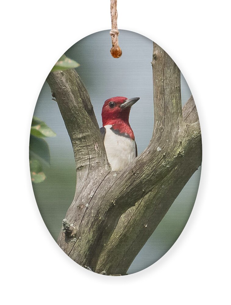 Red-headed Woodpecker Ornament featuring the photograph Red-Headed Woodpecker by Holden The Moment