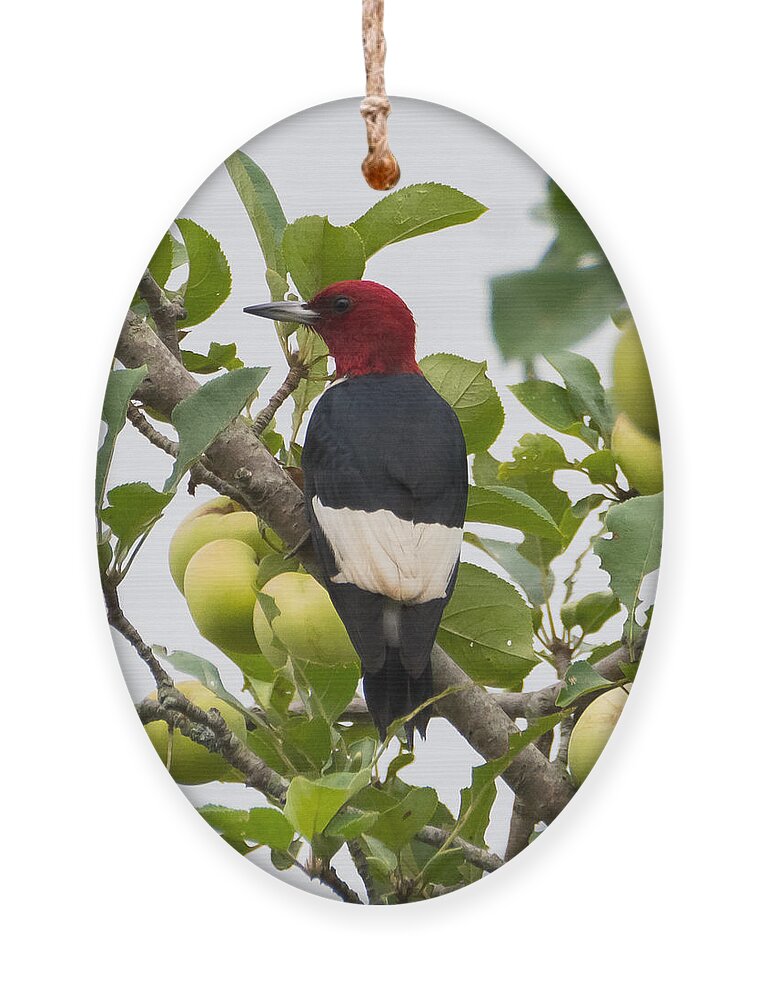 Red-headed Woodpecker Ornament featuring the photograph Red-Headed Woodpecker by Holden The Moment