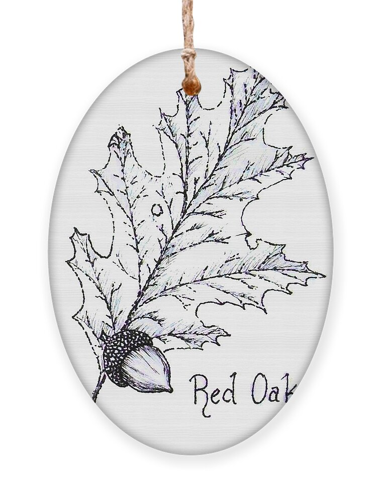 Red Oak Ornament featuring the drawing Red Oak leaf and acorn by Nicole Angell