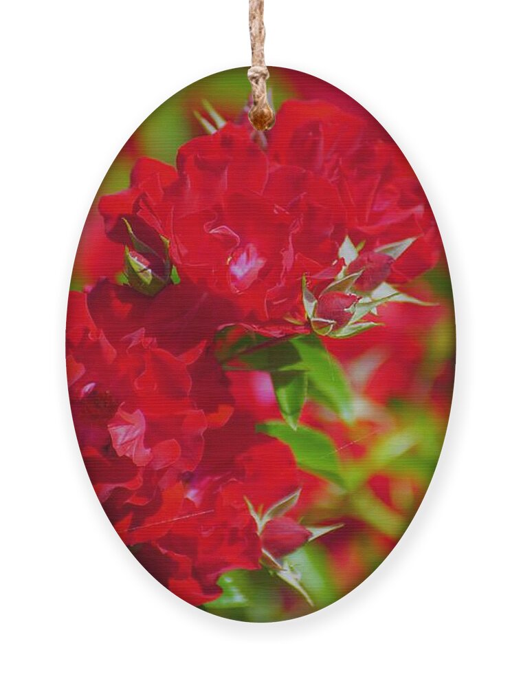 Red Ornament featuring the photograph Red Roses by Merle Grenz