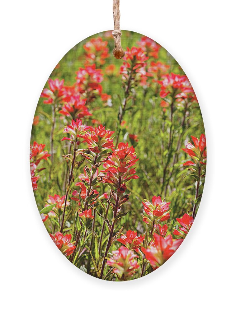Austin Ornament featuring the photograph Red Texas Wildflowers by Raul Rodriguez
