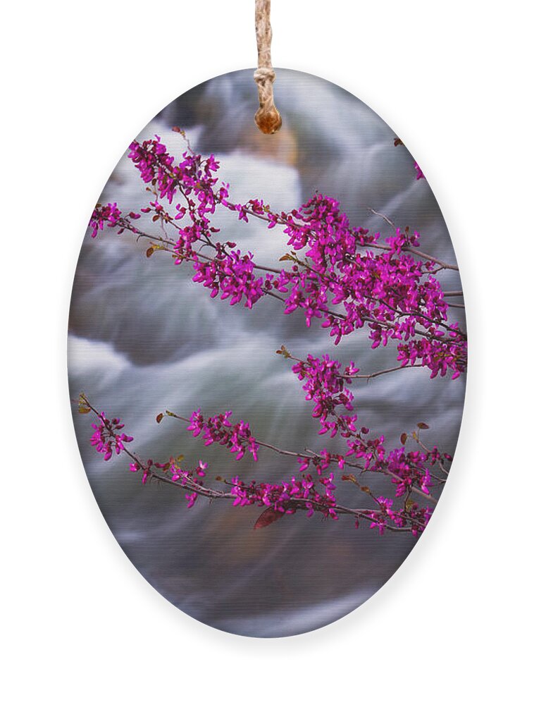 Morning Photographs Ornament featuring the photograph Redbuds by Anthony Michael Bonafede