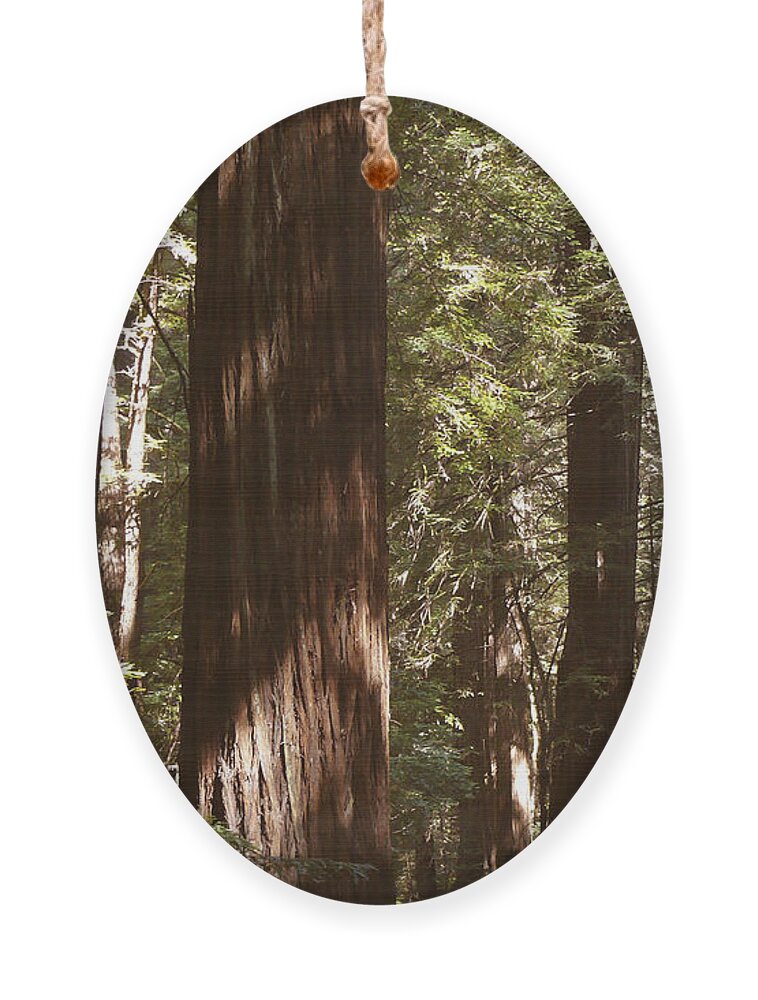 Redwood Tree Ornament featuring the photograph Redwoods by Mike McGlothlen