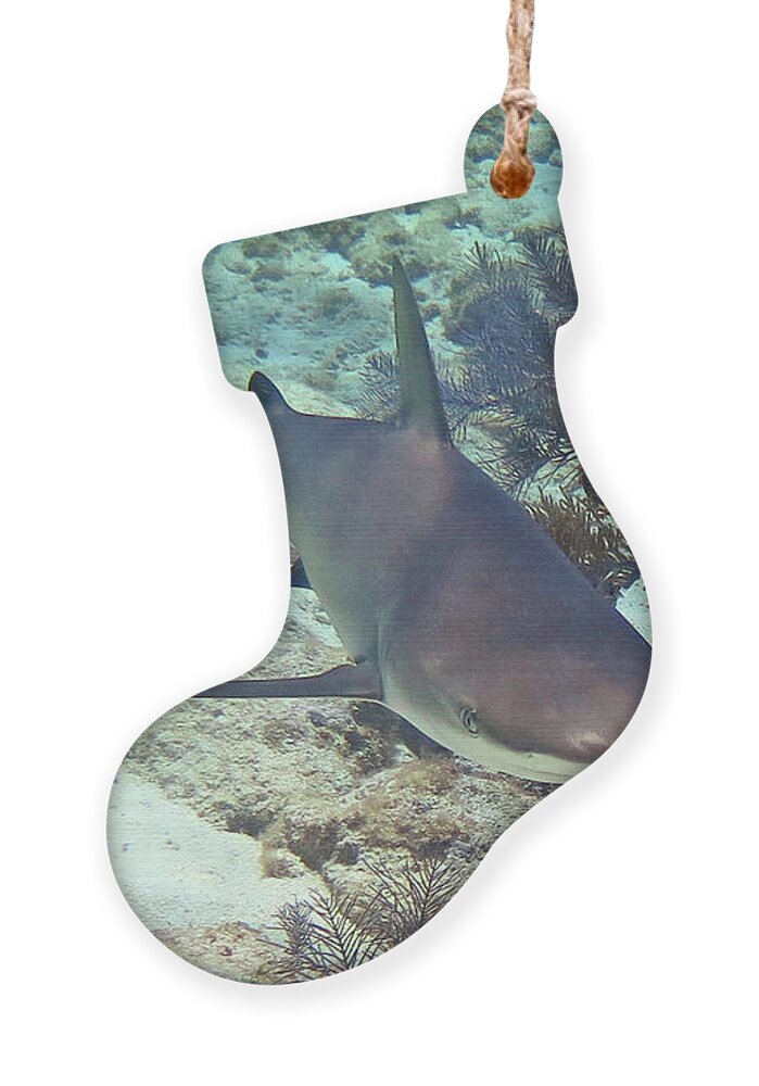 Underwater Ornament featuring the photograph Reef Shark 2 by Daryl Duda