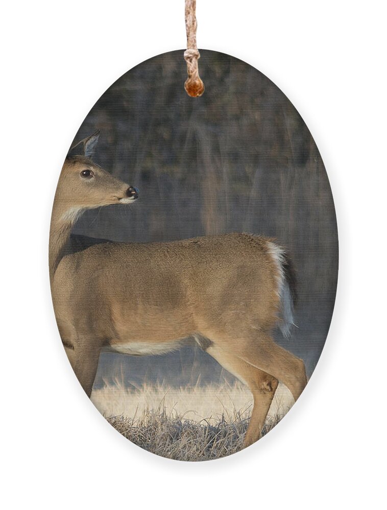 Wildlife Ornament featuring the photograph Reflecting On The Past by John Benedict