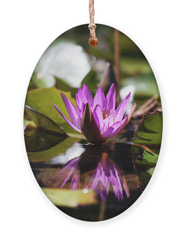 Photograph Ornament featuring the photograph Reflection in Fuchsia by Suzanne Gaff