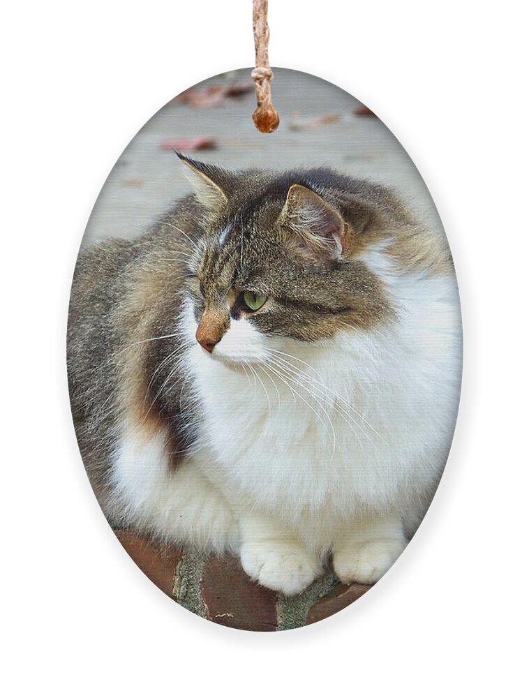 Cat Ornament featuring the photograph Reflection of Autumn by Jai Johnson
