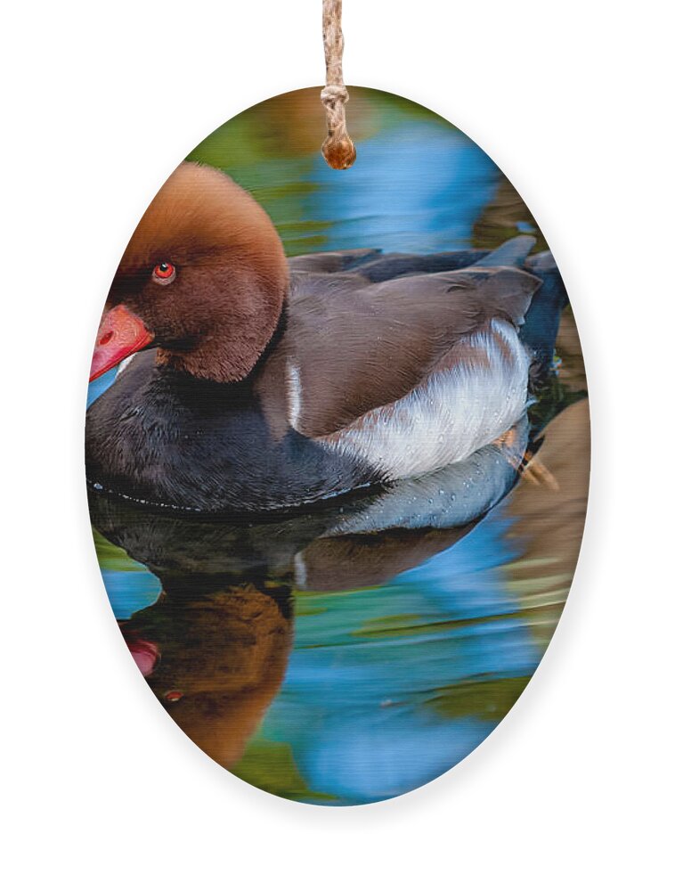 Bird Ornament featuring the photograph Resting In Pool Of Colors by Christopher Holmes