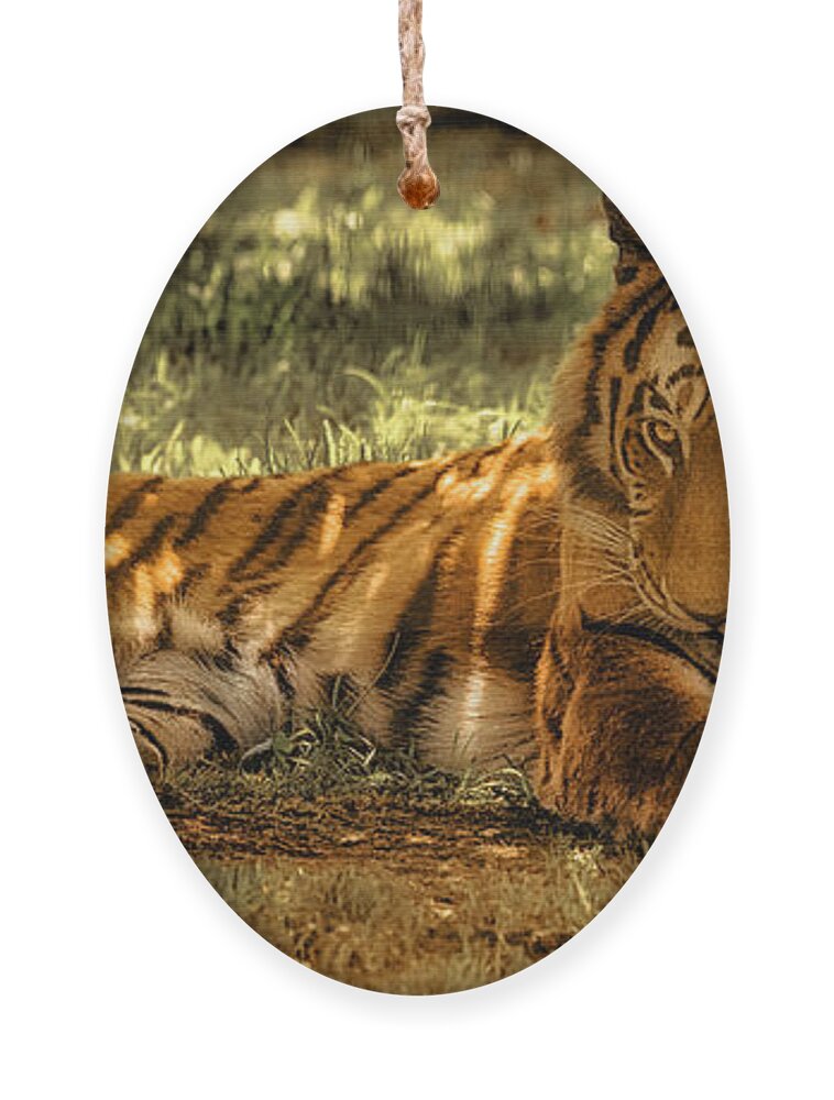 Tiger Ornament featuring the photograph Resting Tiger by Chris Boulton