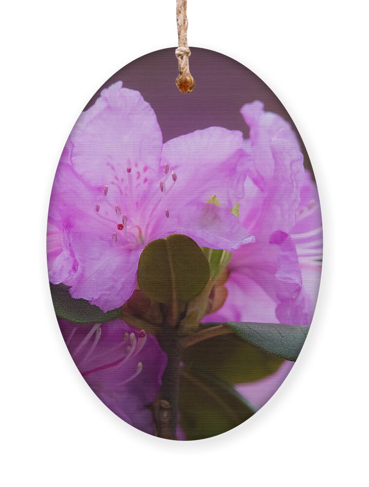 Rhododendron Ornament featuring the photograph Rhododendron by Holden The Moment