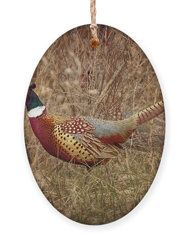 Pheasants Ornament featuring the photograph Ring Necked Pheasant by Susan Rissi Tregoning