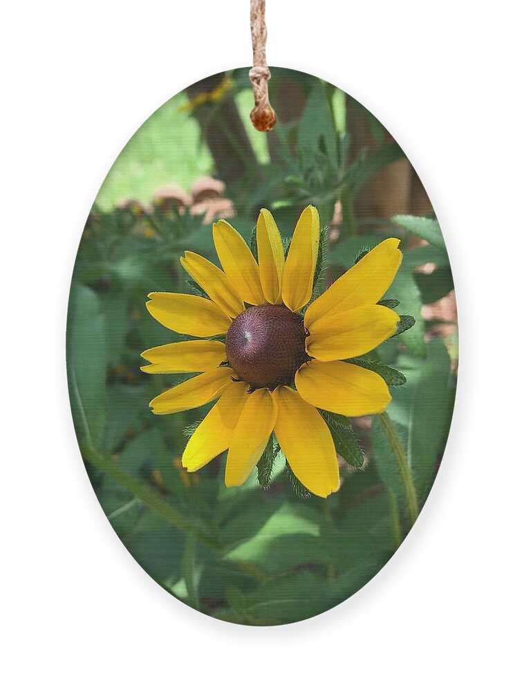 Sunflower Ornament featuring the photograph Rise and Shine by Pamela Henry