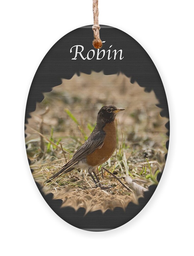 Robin Ornament featuring the photograph Robin by Holden The Moment