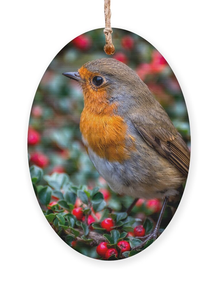 Robin Ornament featuring the photograph Robin Redbreast by Adrian Evans