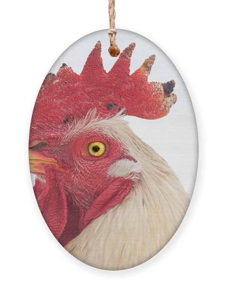 Chicken Ornament featuring the photograph Rooster Named Spot by Troy Stapek