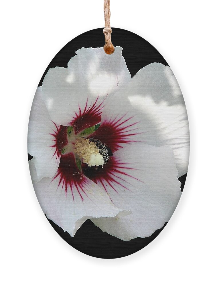 Rose Of Sharon Ornament featuring the photograph Rose of Sharon Flower and Bumble Bee by Rose Santuci-Sofranko
