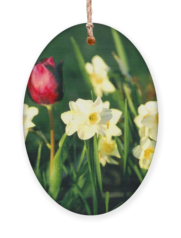 Tulips Ornament featuring the photograph Royal Spring by Steve Karol