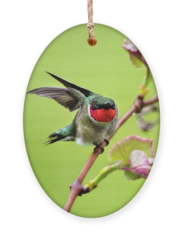 Birds Ornament featuring the photograph Ruby Garden Hummingbird by Christina Rollo