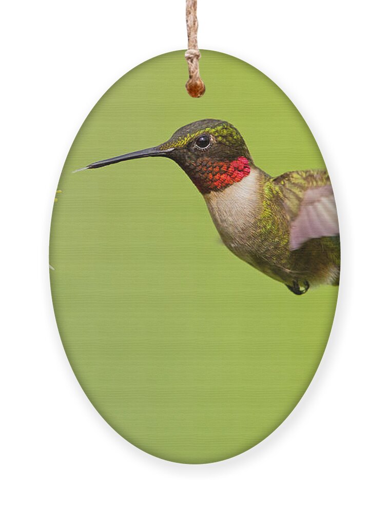 Ruby Ornament featuring the photograph Ruby-Throated Hummingbird by Mircea Costina Photography