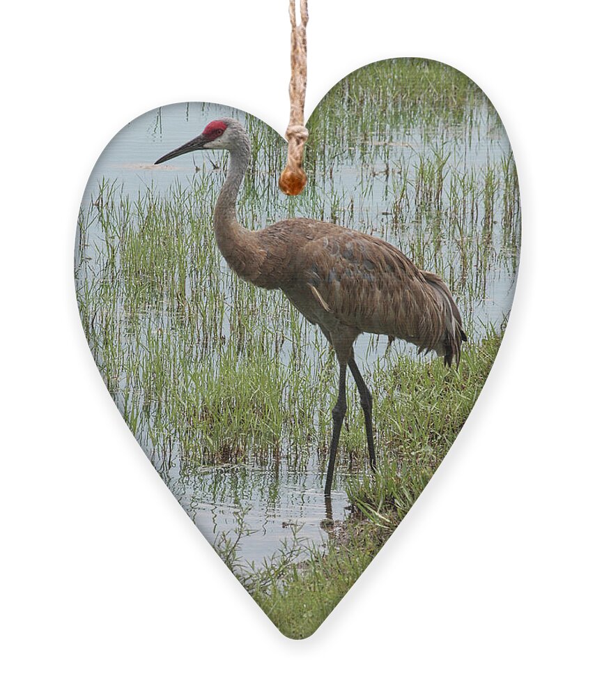 Sandhill Crane Ornament featuring the photograph Sandhill in the Marsh by Carol Groenen
