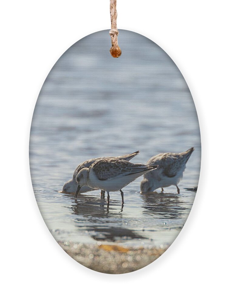 Calidris Mauri Ornament featuring the photograph Sandpipers by Jonathan Nguyen