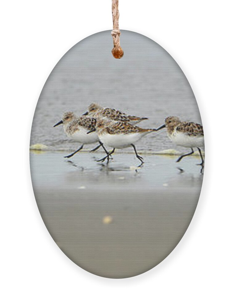 Denise Bruchman Ornament featuring the photograph Sandpiper Rush Hour by Denise Bruchman