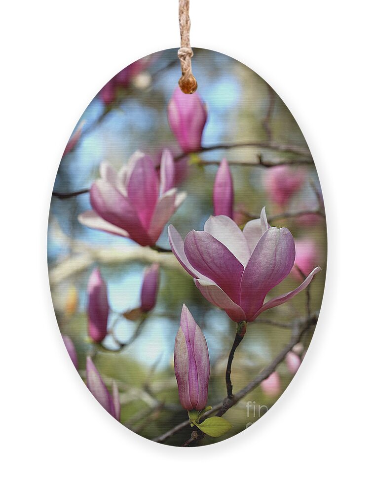 Magnolia Liliiflora Ornament featuring the photograph Saucer Magnolia Time by Carol Groenen