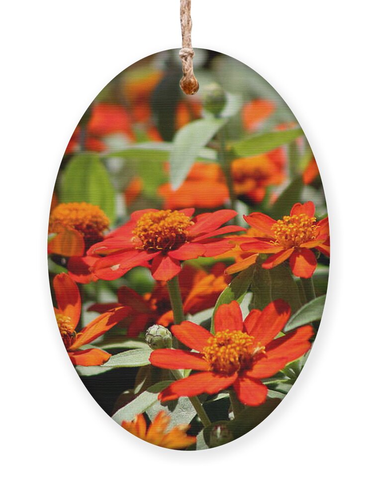 Pumpkin Orange Ornament featuring the photograph Scarlet and Pumpkin Fall Zinnias by Colleen Cornelius
