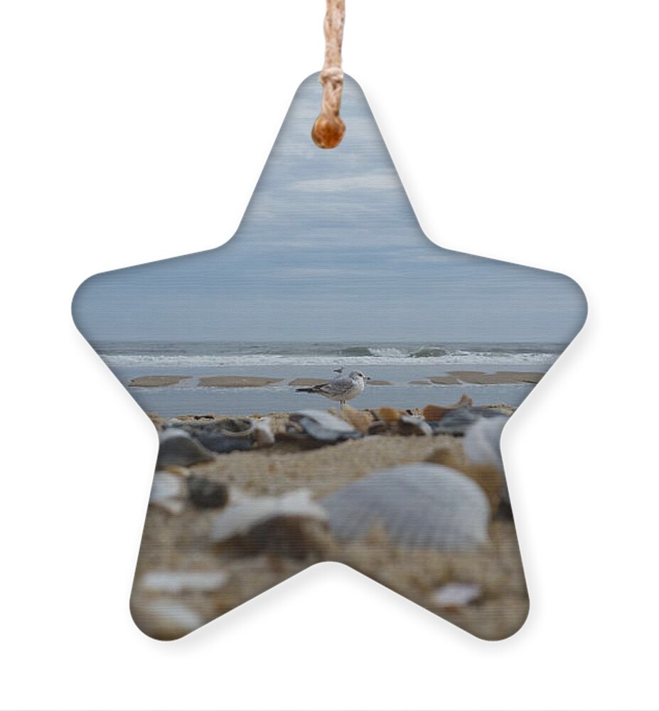 Seashells Ornament featuring the photograph Seashells Seagull Seashore by Robert Banach