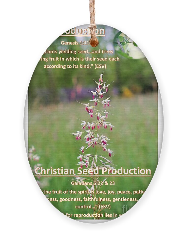 Seeds Ornament featuring the photograph Seed Production by Merle Grenz