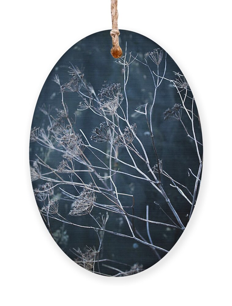  Ornament featuring the photograph Seedheads and Tarpaulin by Anita Nicholson