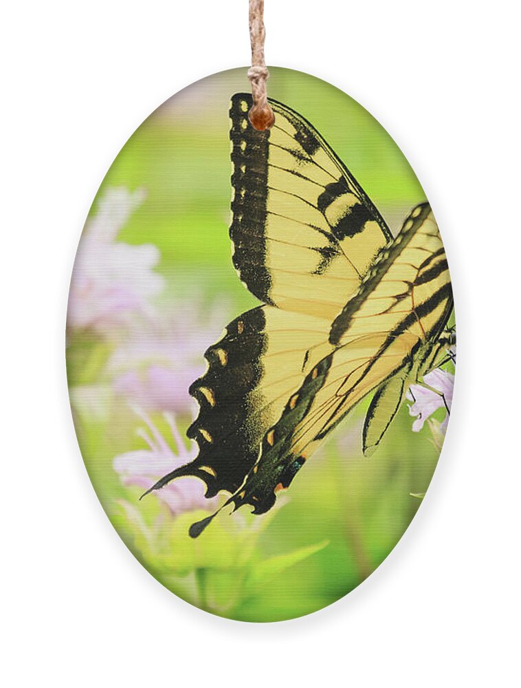 Forest Preserve Ornament featuring the photograph Series of Yellow Swallowtail #4 of 6 by Joni Eskridge